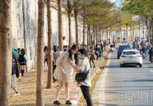 Bàng lá nhỏ 'nhuộm vàng' ven sông Tô Lịch, người dân nô nức chụp ảnh bất chấp dịch bệnh