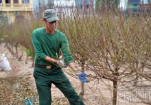 Làng đào Nhật Tân hối hả vào vụ Tết