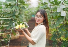 Độc đáo trải nghiệm hái trái lạ, ăn bồ câu hầm sung Mỹ lần đầu tiên xuất hiện tại TPHCM dịp nghỉ lễ Quốc khánh 2/9