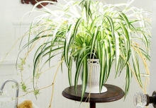 Cây xanh thanh lọc không khí, bớt ô nhiễm trong nhà