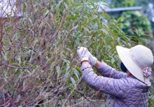 Dân làng đào Nhật Tân tất bật tuốt lá để đào nở đúng tết