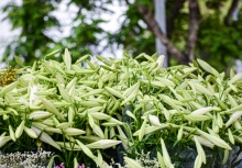 Hoa loa kèn đầu mùa từ vườn ra phố