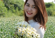 Cúc hoạ mi đầu mùa xuống phố