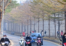 Ngắm Hà Nội đẹp ngỡ ngàng trong mùa cây thay lá
