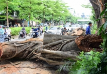 Cây đa hơn 100 năm tuổi gãy nhánh làm giao thông tắc nghẽn