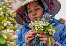 Hoa Bưởi đầu mùa ở Hà Nội bán giá 500,000 đồng/kg vẫn đắt hàng