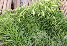 Người dân Tây Tựu tất bật thu hoạch hoa loa kèn tháng 4
