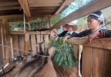 Được hỗ trợ sinh kế, phụ nữ vùng cao vươn lên làm chủ kinh tế