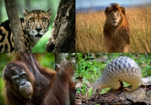 Các nhà khoa học tìm cách cứu các loài có nguy cơ tuyệt chủng từ phân động vật