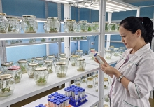 Nữ tiến sĩ với dự án xanh hồi sinh đất nhiễm mặn bằng kỷ tử đen