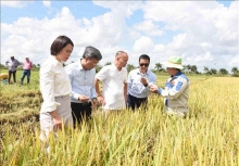 Giống lúa lai Việt Nam “làm nên kỳ tích” trên đất Cuba