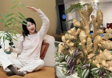 Thú trồng gừng bonsai trải dài từ MXH Trung về đến MXH Việt, ai cũng mê mẩn vì vừa làm sạch không khí vừa 'hút tài lộc ầm ầm'