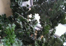 Ông bà dặn không sai: 3 cây đuổi tà ma trừ âm khí, nhà nào cũng nên trồng