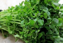 Mỹ đánh giá đây là “vua của các loại rau”, chứa đầy dưỡng chất quý, người Việt đã ăn từ lâu