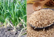 Trong cuộc sống hàng ngày, có 4 loại thực phẩm nảy mầm không những không 'độc' mà còn tốt hơn - có khi bạn đã từng vứt bỏ chúng