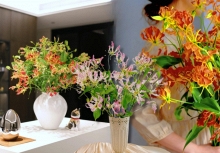 Hoa ngót nghẻo đẹp mê như bó lửa đỏ nhưng cực độc: Mẹ nào mê cắm Tết nhớ đọc kỹ trước khi mua