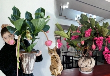 Giới chơi cây đang mê tít hoa bảo liên đăng: Loài hoa hồng rủ như đèn chùm, giúp phòng khách sang như resort