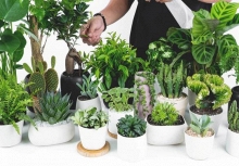 Bàn làm việc trống trơn dễ chán nản: thêm 1 chậu cây phong thủy, “đuổi” stress, kéo lương thưởng, tài lộc đầy túi