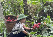 Dược liệu Việt Nam: Giàu tiềm năng nhưng còn nhiều “nút thắt” trên hành trình vươn ra thị trường lớn