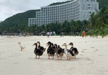 Tình hình hiện tại của đàn vịt dạt vào resort của ông Phạm Nhật Vượng: 6.000 lượt bình luận khiến Vinpearl Nha Trang phải căng não 