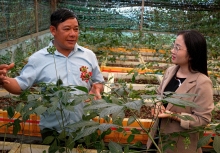 Vua sâm Ngọc Linh kể chuyện giữ ‘quốc bảo’ giữa ma trận sâm giả tràn lan