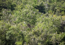 Chim quý tưởng như sắp tuyệt chủng bỗng xuất hiện liên tục, bay cả vào nhà dân: Nhiều người Việt vui mừng