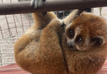 Nghe tiếng động lạ trong vườn, người dân phát hiện loài vật quý hiếm nặng 300g, thuộc sách đỏ Việt Nam