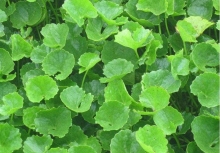 Ra chợ gặp rau này nên mua luôn, rẻ tiền mà chống rụng tóc “thần sầu”, giúp tóc con mọc lên tua tủa