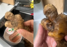 Nhiều chị em trồng gừng bonsai nhưng chẳng được mấy ngày đã thối um cả nhà, đây là lý do chí mạng