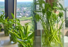 Giá rau tăng vùn vụt, chị em rủ nhau trồng rau muống thủy canh: Cắm cọng rau vào nước là có cả bình ăn mệt nghỉ