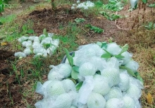 Tôi biếu thông gia giàu 1 yến ổi vườn nhà trồng, ai ngờ họ làm một việc khiến tôi cười ra nước mắt, không biết đáp lại ra sao