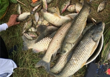 3 loại cá dễ “ôm ổ ký sinh trùng”, dân buôn cũng ngại ăn