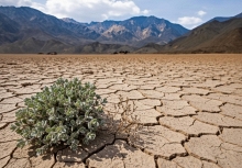 Kỳ diệu loài cây vẫn xanh tốt giữa “địa ngục nóng”, càng nóng càng phát triển mạnh