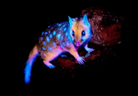 Những khoảnh khắc diệu kỳ của Giải thưởng Nhiếp ảnh khoa học Beaker Street