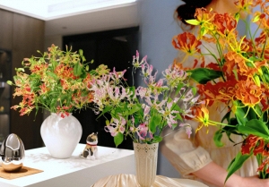 Hoa ngót nghẻo đẹp mê như bó lửa đỏ nhưng cực độc: Mẹ nào mê cắm Tết nhớ đọc kỹ trước khi mua