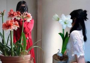 Nhiều chị em đang mê đắm loài hoa này: Cắm bình cũng đẹp, để cả chậu cũng sang, Tết nhìn là thấy giàu