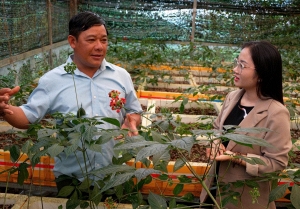 Vua sâm Ngọc Linh kể chuyện giữ ‘quốc bảo’ giữa ma trận sâm giả tràn lan