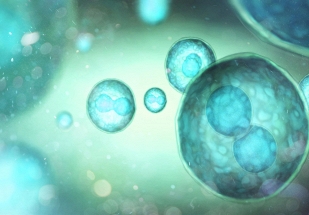 Phát hiện protein có khả năng “trẻ hóa” hệ miễn dịch đang lão hóa