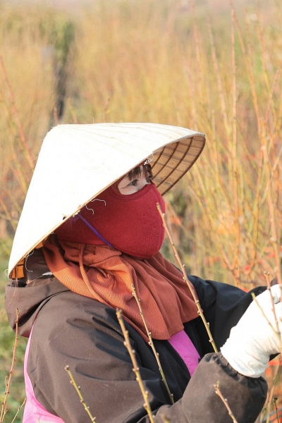 Cận Tết, vườn đào Nhật Tân nhộn nhịp mùa tuốt lá