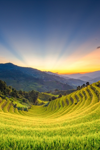 Mùa vàng sau bão lũ: Khi ruộng bậc thang kể câu chuyện hồi sinh