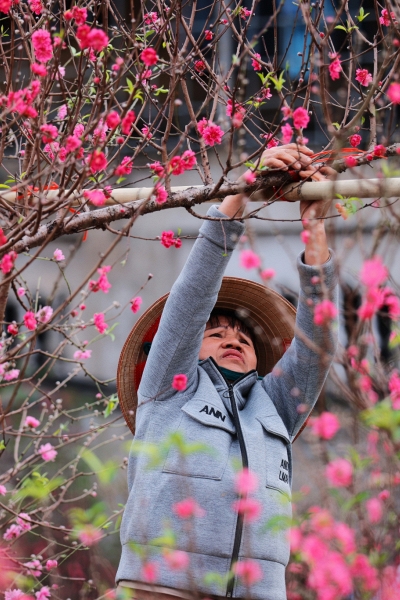 Hoa đào bung trước Tết, nhà vườn Nhật Tân thấp thỏm chờ khách