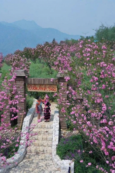 Ngỡ ngàng sắc hồng Anh đào kép phủ kín Fansipan tháng 4