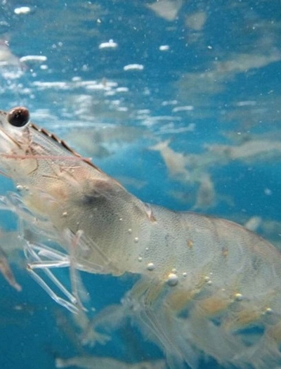 Công nghệ BioRAS và nỗ lực lấp khoảng trống nghiên cứu trong nuôi tôm độ mặn thấp