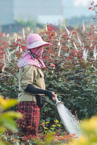 Làng hoa Mê Linh tất bật trước mùa tiêu thụ lớn nhất trong năm