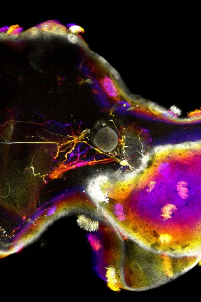 Robot sống “có não” mở ra bước tiến mới trong công nghệ sinh học