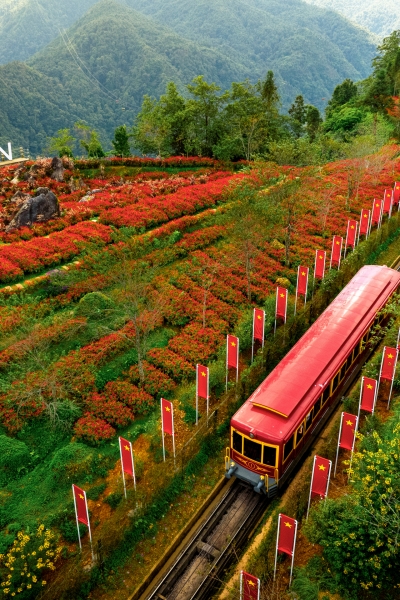 Lên Fansipan mùa thu: Săn mây, ngắm mùa vàng và thảm hoa rực rỡ