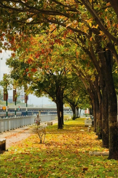 Sài Gòn chạm thu trong những sắc lá tháng 9
