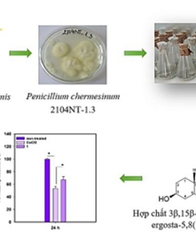 Phát hiện hoạt chất bảo vệ tế bào cơ tim từ vi nấm biển ở Vịnh Nha Trang