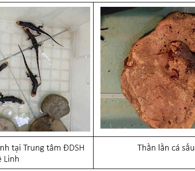 Từ bờ tuyệt chủng đến hy vọng mới: Câu chuyện bảo tồn loài Thằn lằn cá sấu tại Mê Linh