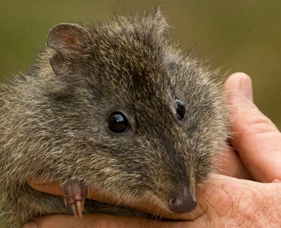 Australia dùng DNA từ phân để cứu loài thú có túi hiếm nhất thế giới